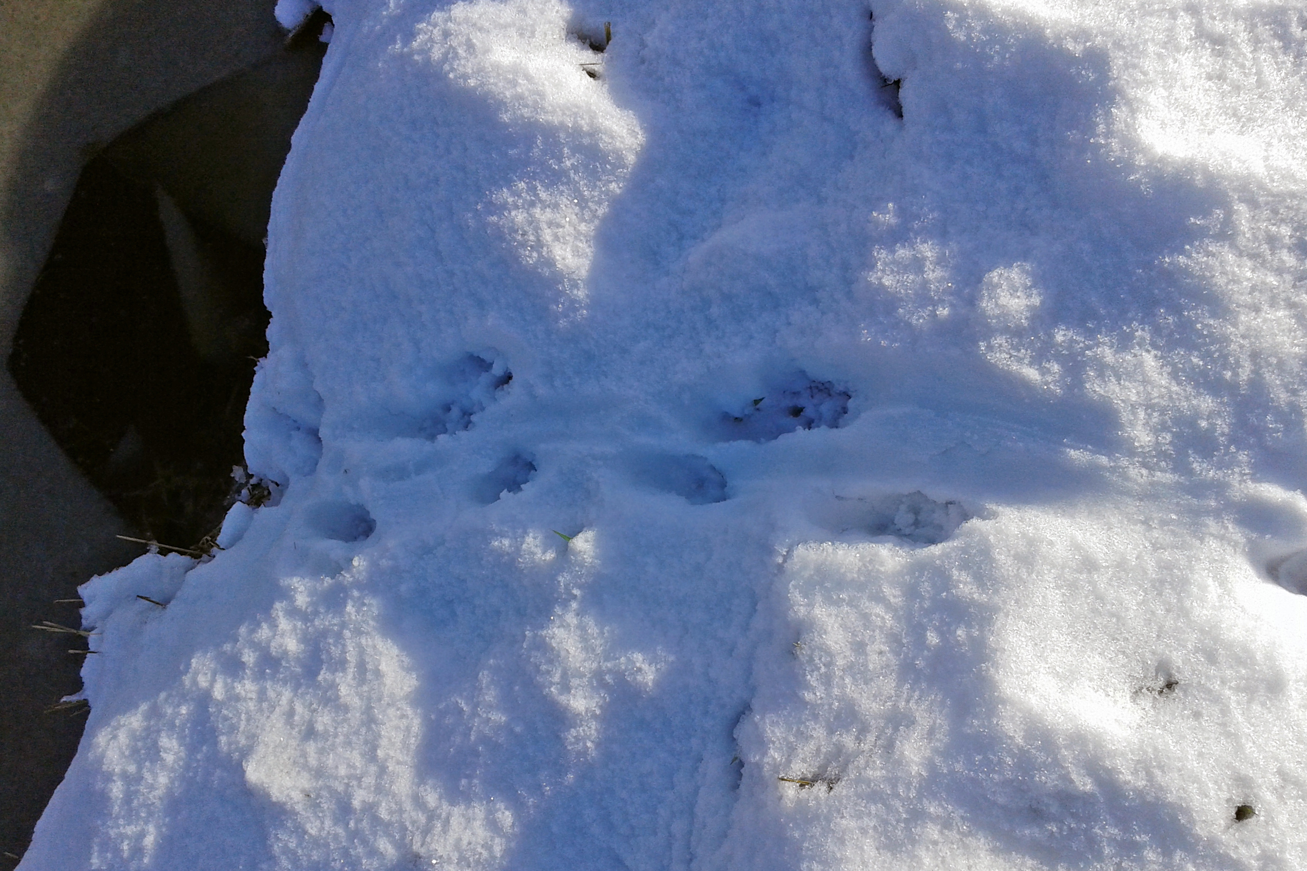 Ottersporen in de sneeuw