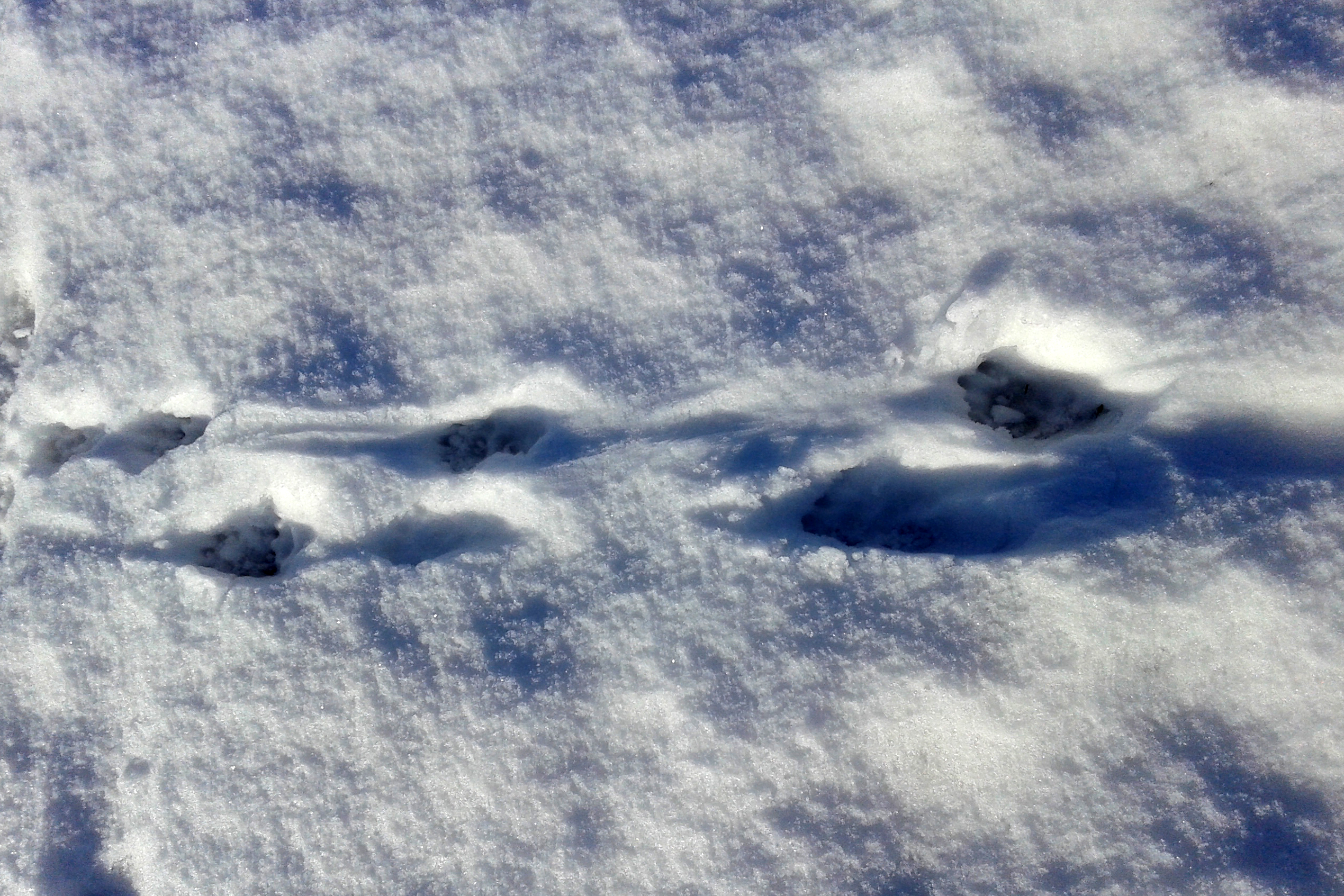 Ottersporen in de sneeuw