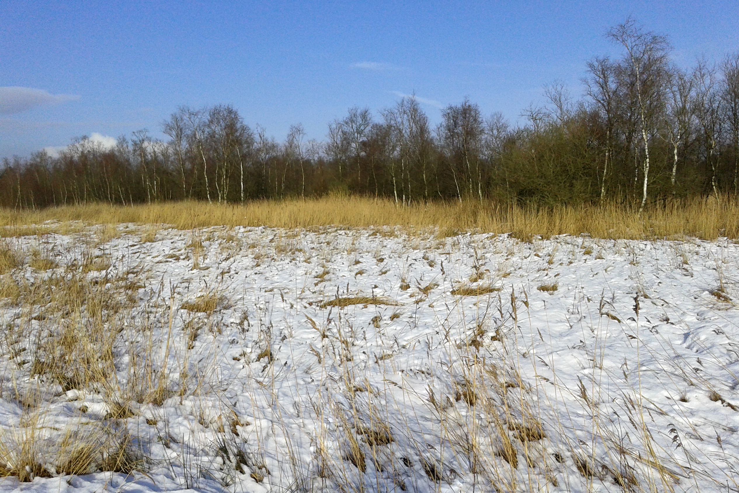 Rietoogst mislukt door sneeuw