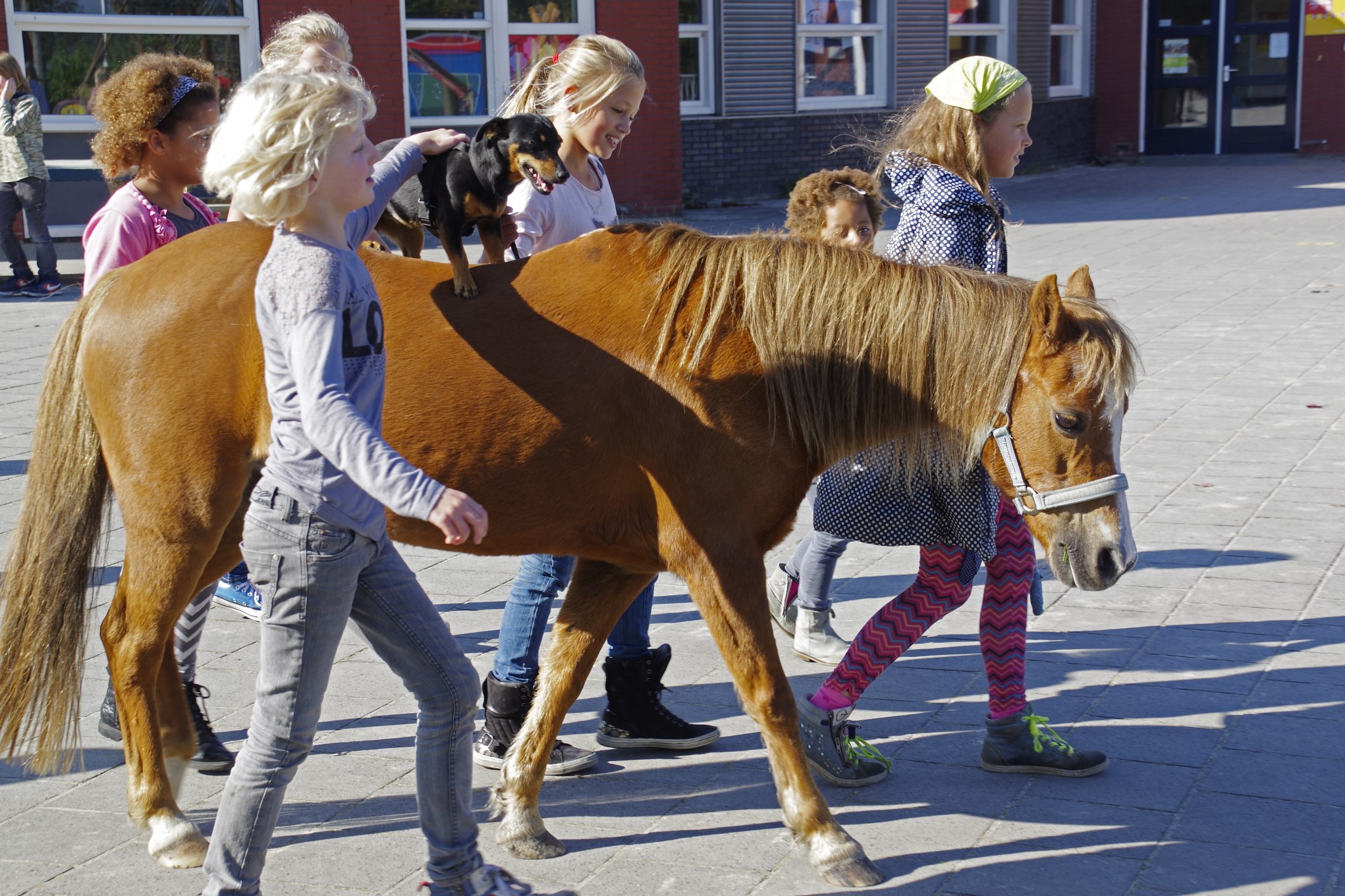 Dierendag op de Aventurijn