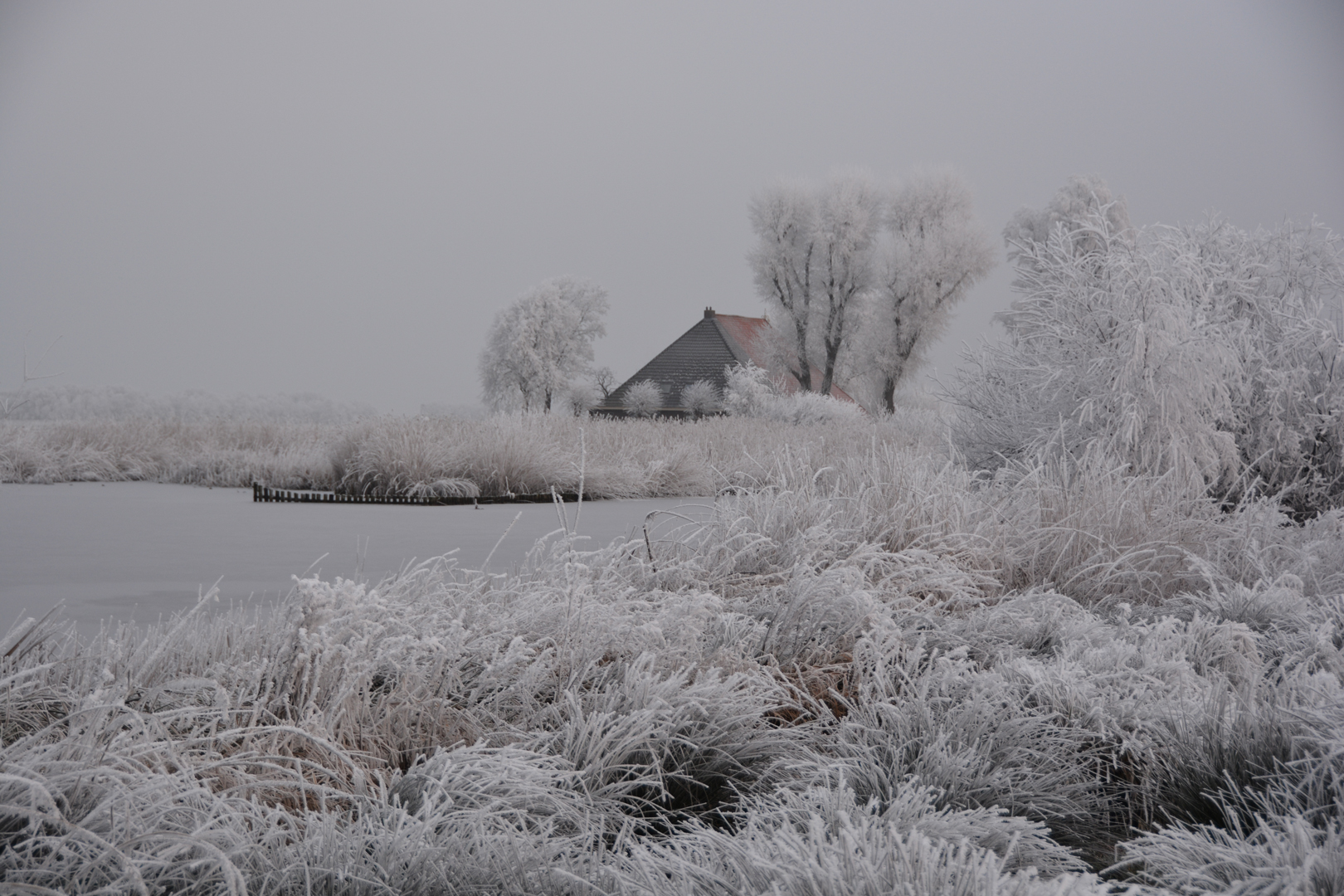 winter langelille